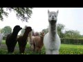 Alpaka / Alpaca Mai 2009 - 2