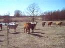 Replacement heifers,there  are 15  heifers  in this  bunch we  are asking $650 a  head  for  them  they  are  all top  replacement  quality and  out  of  top  stock, Bunk broke  and double  vaccinated, wormed  and  ear taged,  we haqve  there  mommas on  the  ranch for  you  to  view,  the Bulls  are  our  Full Blood  red Lim bull ALER Lord Olympus ( has OAKM Lord Jupiter 26D,  WRC Punch, Harvest Olympus on  papers)  or  our  Black  Aungus  Bull  Bear  who  is  now  on  a  farm  in AR due  to  the  high amount  of  heifers we kept  from him, you  can  see  these heifers and  others   of  the  same  breeding  that   we  have out  of  Bear. We are  located in Summersville, MO  ( southern MO ) you  can  email if  you  are  interested in these  heifers.