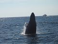 breaching whale gloucester ma 8-30-2007 breaching whale gloucester ma 8-30-2007
