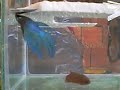 Reprodução  de bettas