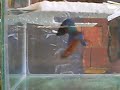 Reprodu��o  de bettas