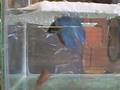 Reprodução  de bettas