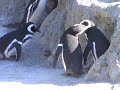 SF zoo: penguins