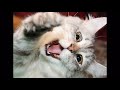 я маленький белый котенок