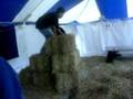 The HayStack Wipeouts!!!