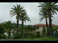 videos de Phenix canariensis