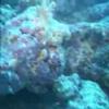 Scuba Diving in Miami Beach