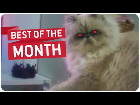 Best Videos February 2015 Compilation