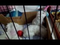 Click here to watch this video れみの育児25琥珀のぷきゅ遊びと大ちゃんの水飲み