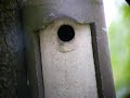 Great tit in my birdgarden.