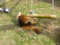戯れるレッサーパンダの赤ちゃんをだらだら撮ってみました