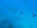 Another day with the eagle rays