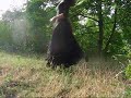 trailer kill film