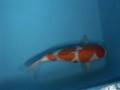 Tategoi-koi koi stock 200068