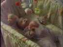 Vicky playing in bassinet 2