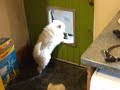 Samoyed pups and the dog flap
