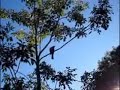 Rancho do Pacheco 001