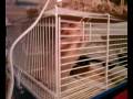 Hamster öffnet alleine Türen