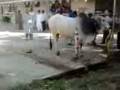 bakra eid 2008 qurbani sibbi bail.3gp