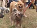 MSPCA ANGELL WALK FOR ANIMALS SPRINGFIELD, MASSACHUSETTS