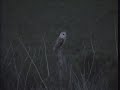 Barn Owl - Hunting