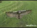 OMG Cat Meets Awesome Owl WIN