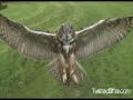 OMG Cat Meets Awesome Owl WIN