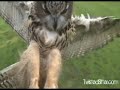 OMG Cat Meets Awesome Owl WIN