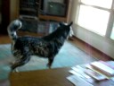 crasy dog crasy dog