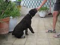 X-TREM TRICKDOGGING: Osito