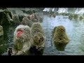 Monkey Health Spa - Cousins - BBC