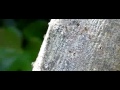 Ichneumon wasp takeoff