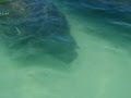 Swimmin with Manatees