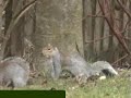 Squirrel fight