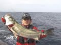 Killing Bass in Japan!　日本で外人はシーバスを殺す！