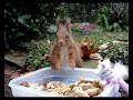 Eichhorn vs. Eichhorn Eichhorn vs. Eichhorn