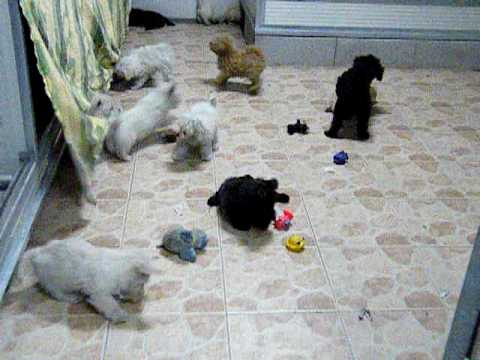 Video cani barbone