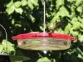 videos de Hummingbird at the feeder