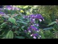 Hydrangea aspera Villosa...A beauty in blue.