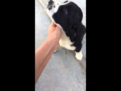 JACKSON ENGLISH SPRINGER SPANIEL PUPPY
