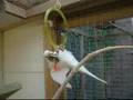Silly Budgie Chick on Swing