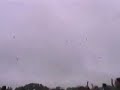 Preakness May 2000 - raining beer cans