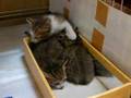 仔猫拾った(生後2～3週間くらい)