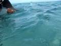 Bora Bora Ray Feeding