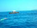 videos de BAGNO CON I DELFINI A ZANZIBAR...2