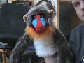 Presidential Debate: Puppet Problems Presidential Debate: Puppet Problems