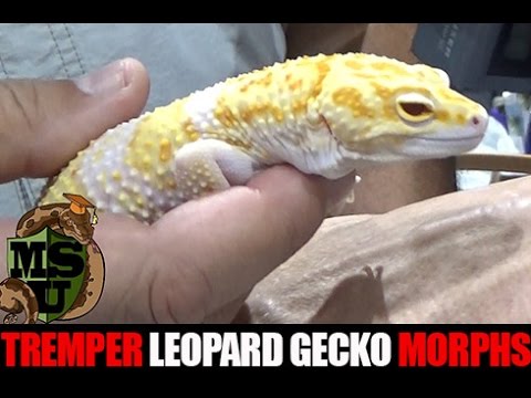 YouTube reptile video