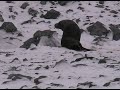 Seals