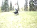 How to Teach your Dog \"Drop It\"