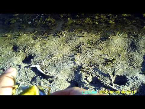 Bass fishing For Frogs???
